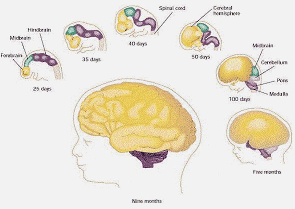 Development of CNS